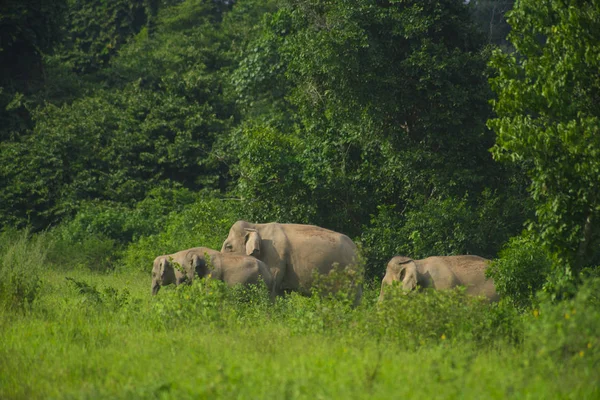Elefanti Selvatici Asiatici Nella Foresta Tropicale Del Parco Nazionale Kuiburi — Foto Stock