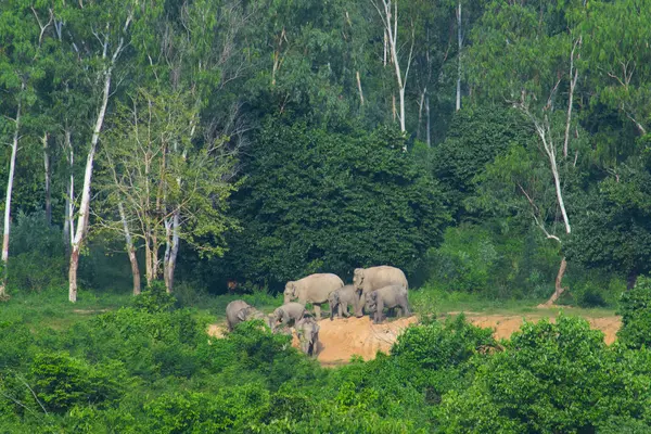 Dzikie Słonie Azjatyckie Tropikalnym Lesie Kuiburi National Park Tajlandia — Zdjęcie stockowe