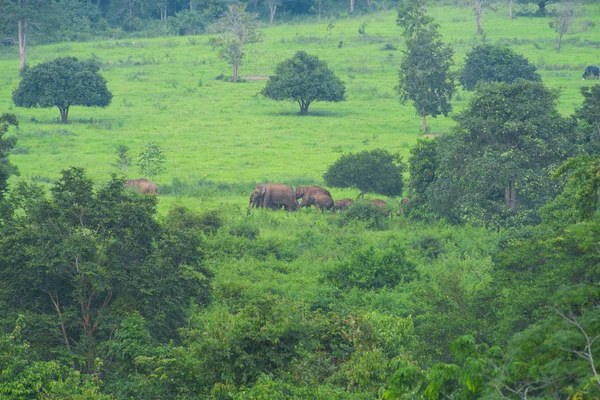 Elefantes Asiáticos Selvagens Floresta Tropical Profunda Tailândia — Fotografia de Stock