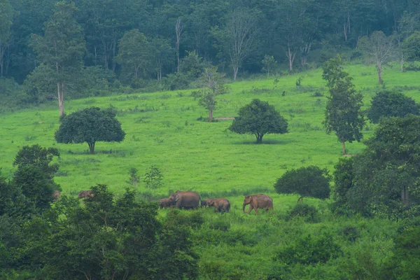 Asiatische Wilde Elefanten Tropischen Wald Des Kuiburi Nationalparks Thailand — Stockfoto