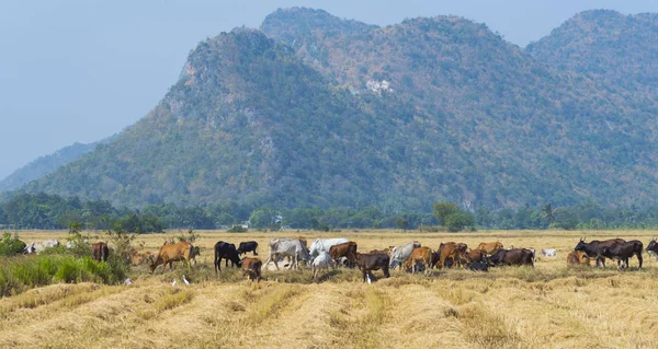 Rinder Auf Bauernhof Lokales Feld Asien — Stockfoto