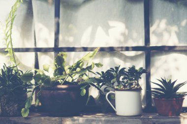 Seçici odak yakın çekim top-görüş kaktüs kümede vurdu. iyi bilinen tür kaktüs endemik Orta-Doğu Meksika yaygın olarak bir süs bitkisi olarak yetiştirilen.