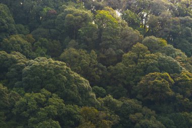 Yapraklarla çerçevelenmiş taze yeşil yaprak ağaçlarından oluşan manzaralı bir orman. Güneş, sıcak ışınlarını yeşilliklere saçıyor.