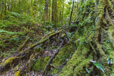 Yapraklarla çerçevelenmiş taze yeşil yaprak ağaçlarından oluşan manzaralı bir orman. Güneş, sıcak ışınlarını yeşilliklere saçıyor.