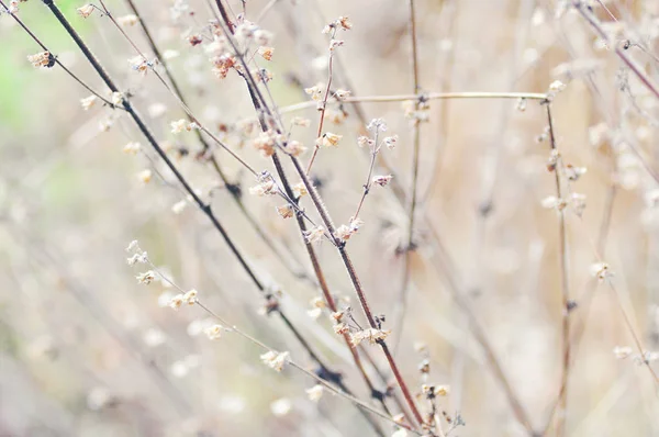 Fondo Las Hermosas Flores Colores —  Fotos de Stock