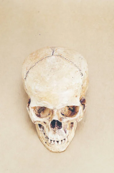 Anatomia Del Cranio Umano Sfondo Immagine Filtro Vintage — Foto Stock