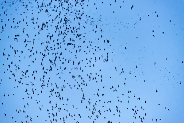 Een Heleboel Vleermuizen Vliegen Uit Grot Avond Voedergewassen — Stockfoto