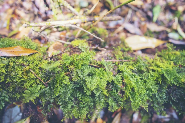 Closeup Natur Visa Gröna Löv Trädgården Sommaren Solljus Naturliga Gröna — Stockfoto