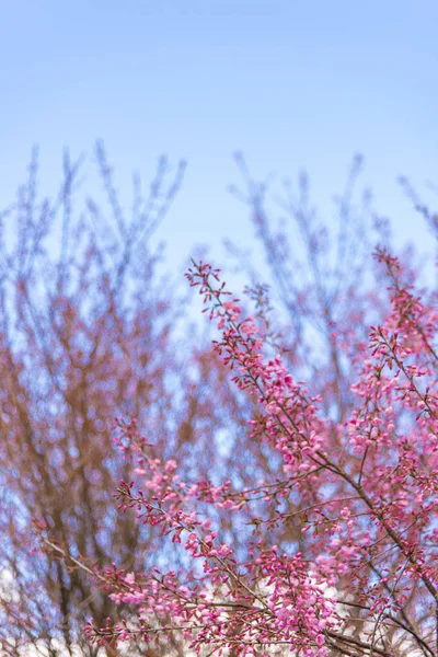 Ανθίσει Ροζ Λουλούδι Δέντρο Φύση Φόντο Φόντο Λουλούδια Την Άνοιξη — Φωτογραφία Αρχείου