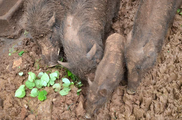 Close Group Wild Pigs Mud — Foto Stock