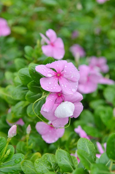 Purple Flowers Water Drops Close — 스톡 사진