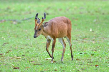 Geyik alanındaki çimen, kabuk