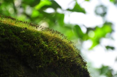 view of tropical rain forest