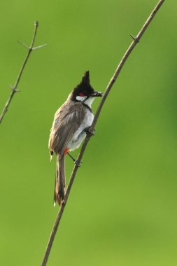 Doğanın kırmızı bıyıklı Bulbul