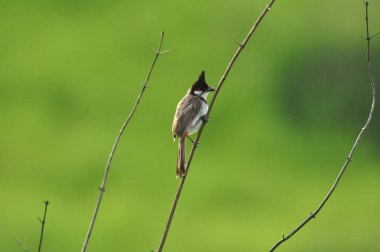Bir daldaki kuşa yaklaş