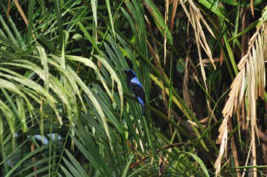 Tropikal yağmur ormanlarındaki doğal kaynak, Asya