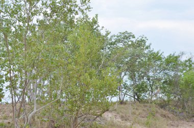 Asya'da mangrov ormanı