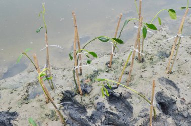 Asya'da mangrov ormanı