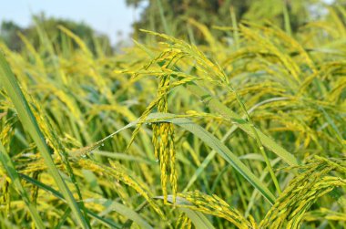 green paddy rice in the field