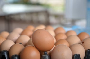 tavuk kahverengi yumurta portre