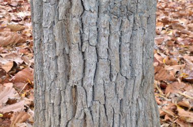 Yerdeki kuru yaprak ve büyük ağaç