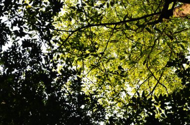 Ormanda güzel yeşil yapraklar