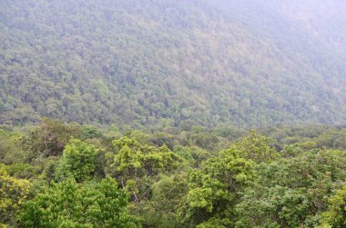 Tropikal yağmur ormanlarındaki doğal kaynak, Khao Yai Ulusal Parkı, Tayland