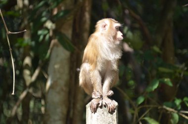 Domuz kuyruklu maymun portresi
