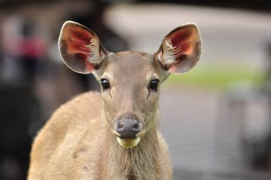 Sambar Geyiği Khao Yai Ulusal Parkı, Tayland
