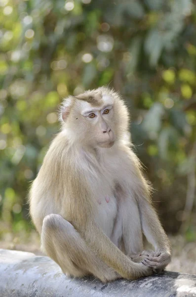portrait of pig tailed macaque