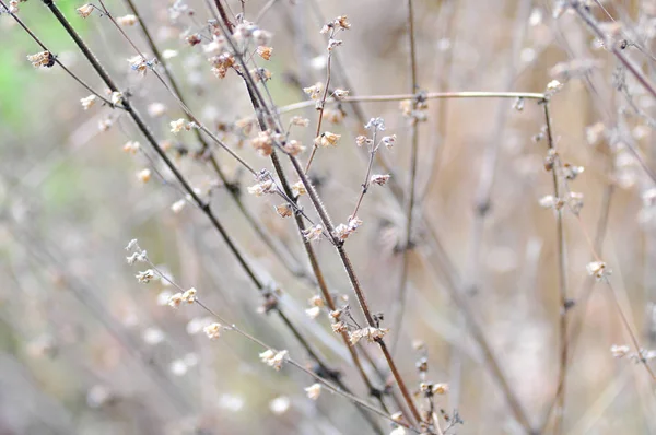 カラフルな美しい花の背景 — ストック写真