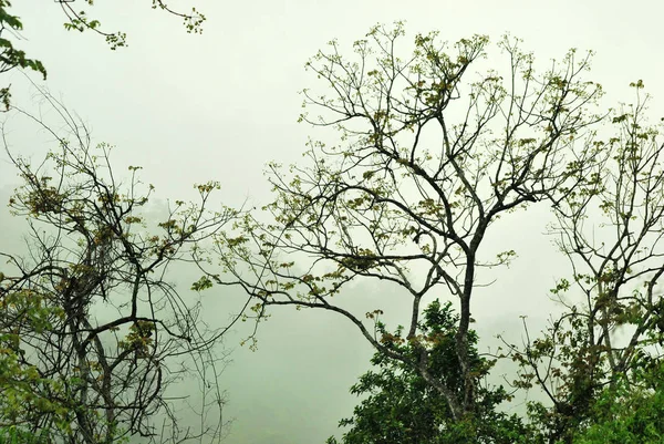 Tropical Rain Forest Fog — Stock Photo, Image