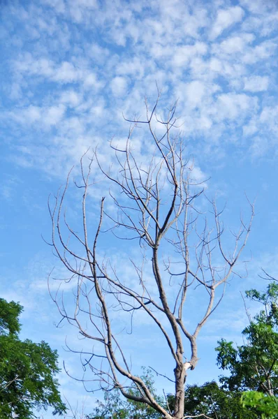Сухе Дерево Блакитне Небо — стокове фото