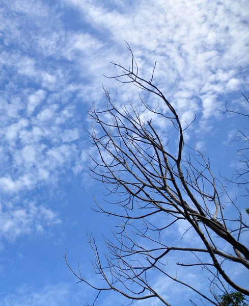 Ξηρό Δέντρο Και Γαλάζιο Του Ουρανού — Φωτογραφία Αρχείου