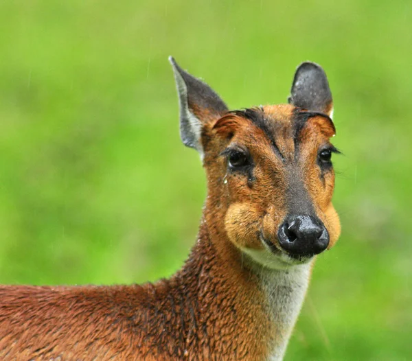 Barking Deer Green Meadow Rain — Stockfoto