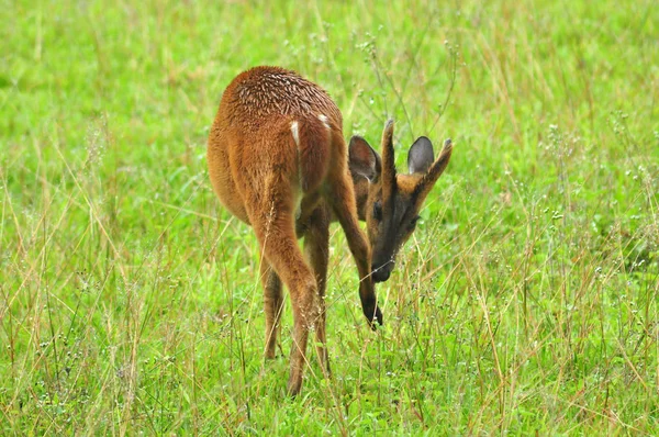 Barking Deer Green Meadow Rain — Stock fotografie