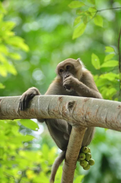 Portrait Cute Monkey Forest — Stockfoto