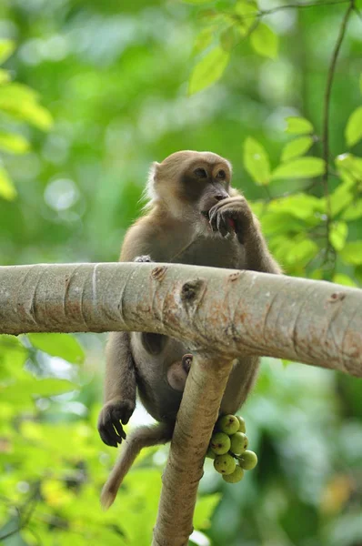 Portrait Cute Monkey Forest — Stockfoto