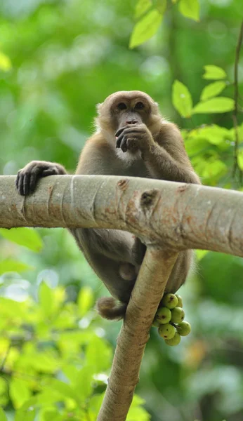 Beteenden Apan Naturen Vilda Makaker — Stockfoto