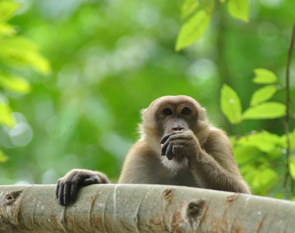 Beteenden Apan Naturen Vilda Makaker — Stockfoto