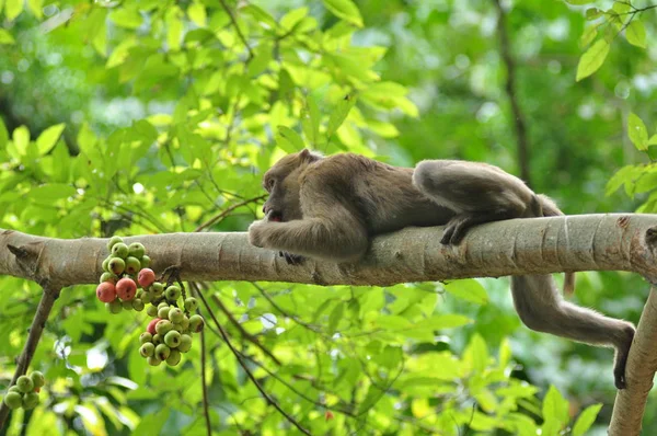 Porträt Eines Süßen Affen Wald — Stockfoto