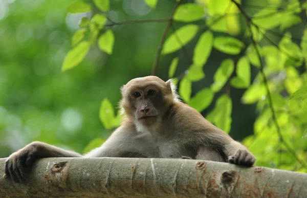 Beteenden Apan Naturen Vilda Makaker — Stockfoto