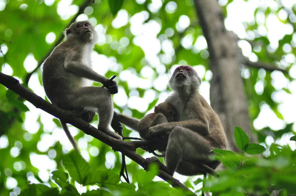 Comportamientos Del Mono Naturaleza Macacos Salvajes —  Fotos de Stock
