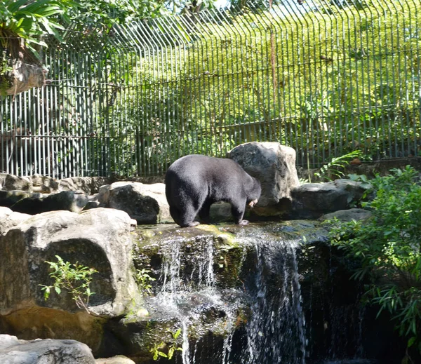 Schwarzbär Park Zoo Asien — Stockfoto