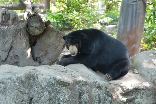 Schwarzbär Park Zoo Asien — Stockfoto