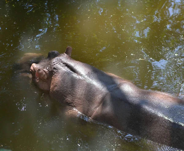 Hippopotame Sur Soleil Midi Lumineux Hippopotame Dans Eau — Photo