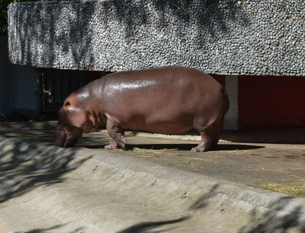 Hippopotame Sur Soleil Midi Lumineux Hippopotame Dans Eau — Photo