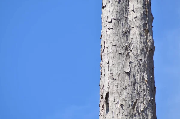 Rinde Des Baumes Himmel — Stockfoto