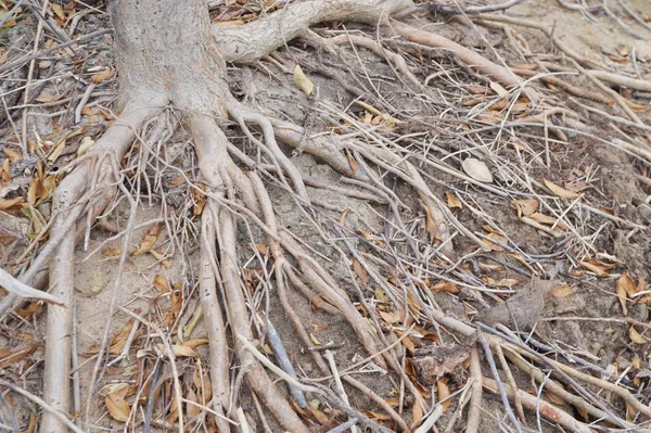 Kökleri Mangrov Ormanlarında Asya — Stok fotoğraf
