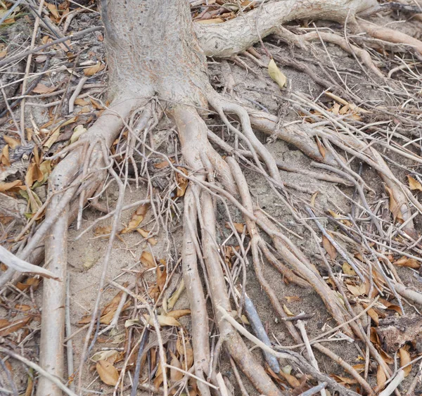 Kökleri Mangrov Ormanlarında Asya — Stok fotoğraf